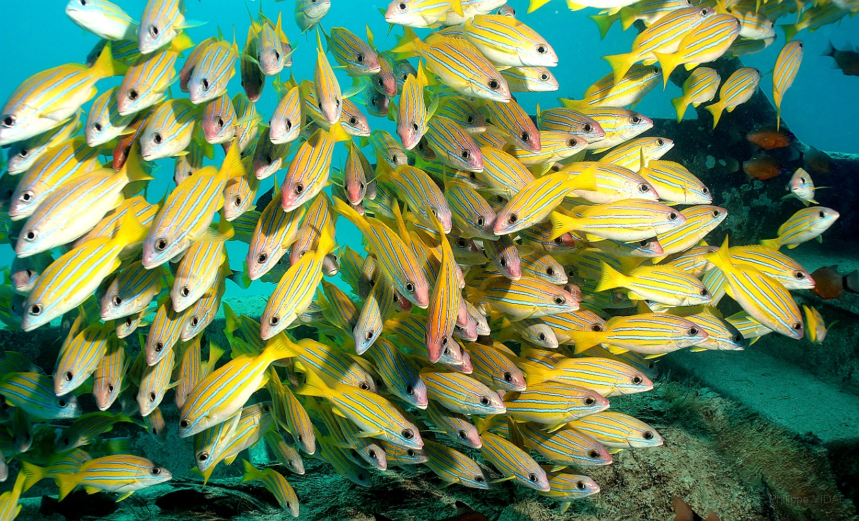 Sipadan_2015_Vivaneaux a raies bleues_Ludjanus Kasmira_IMG_3170_rc.jpg